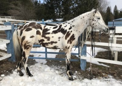 A horse with many spots